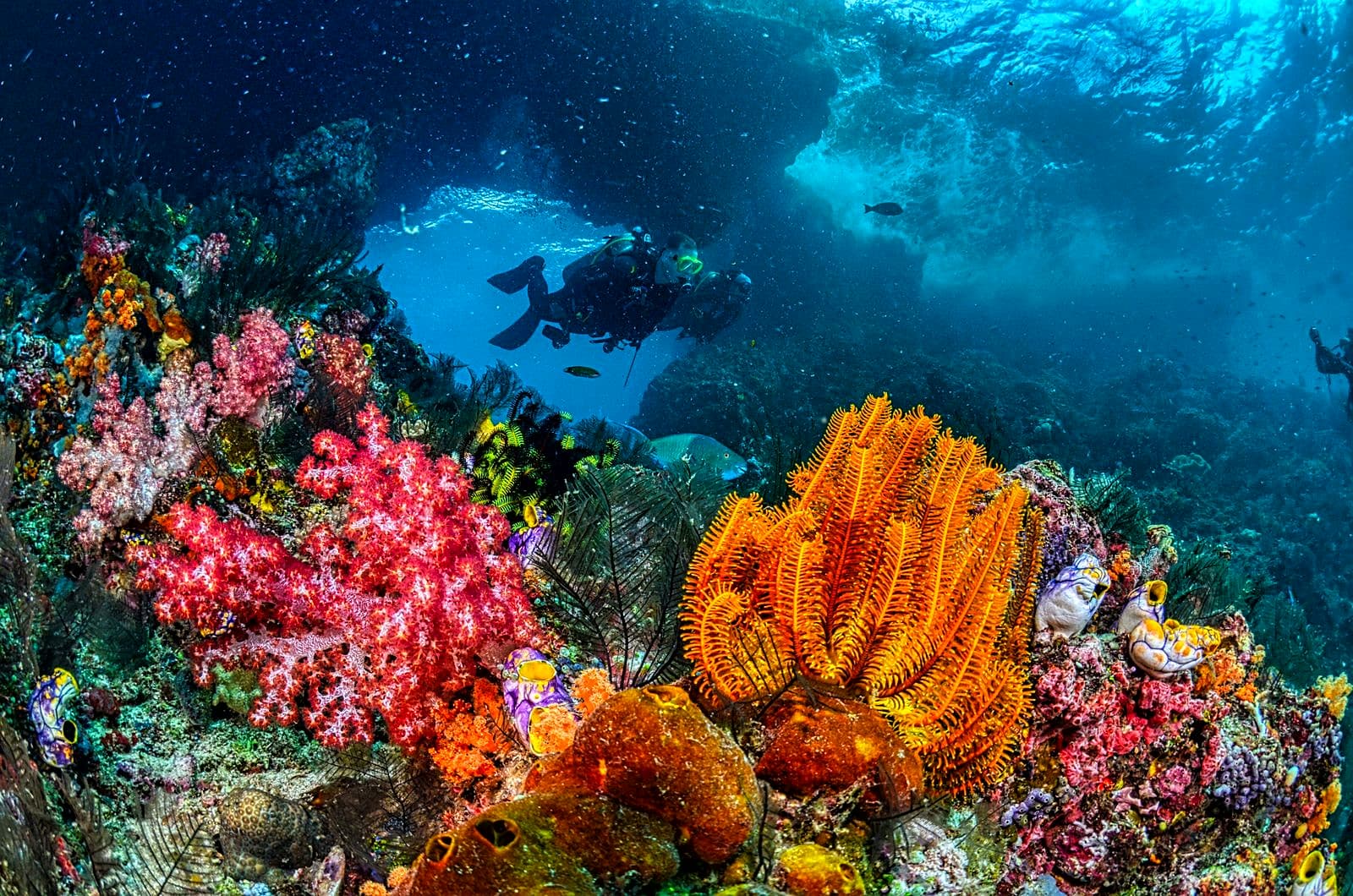 Divers swimming over a coral reef, Indonesia — generic/atmospheric, not a specific Bali site