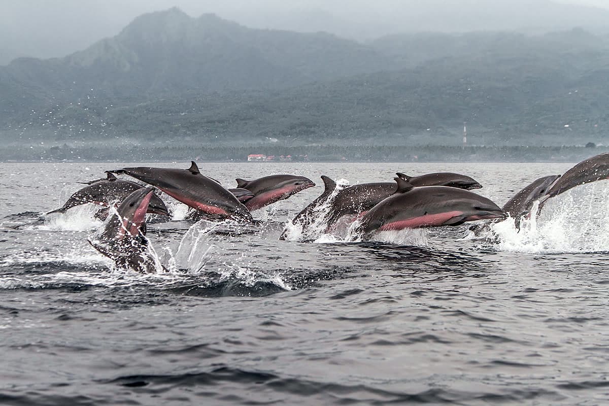 Dolphins jumping off the coast of Amed, Bali