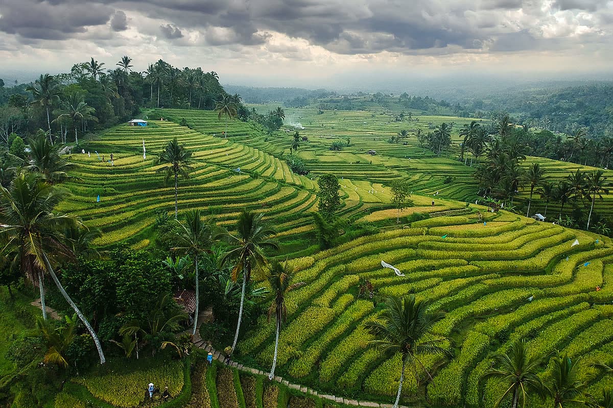 Aerial view of rice terraces in Bali