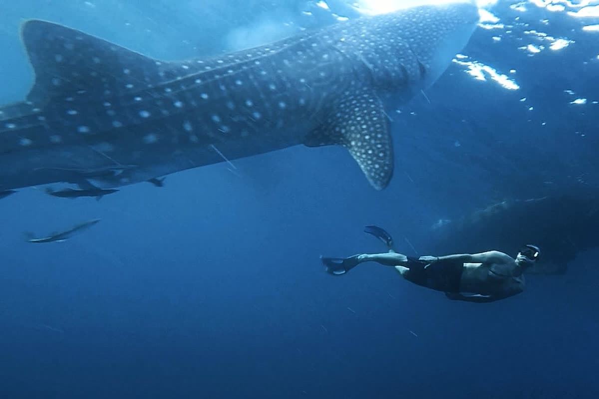 A snorkeler swimming beside a whale shark at dawn