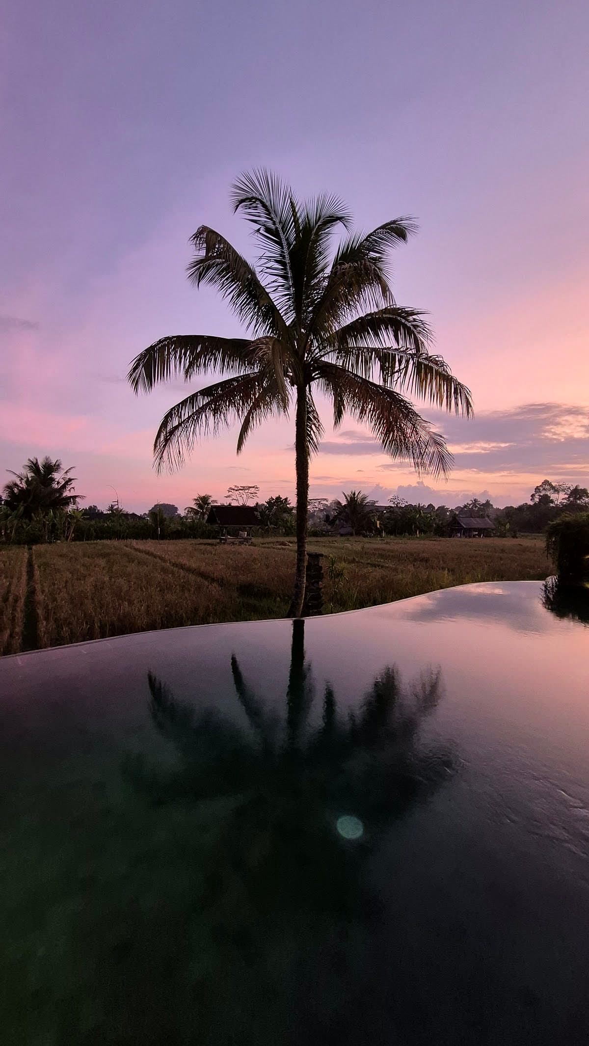 A palm tree reflected in an infinity pool at dusk, Bali