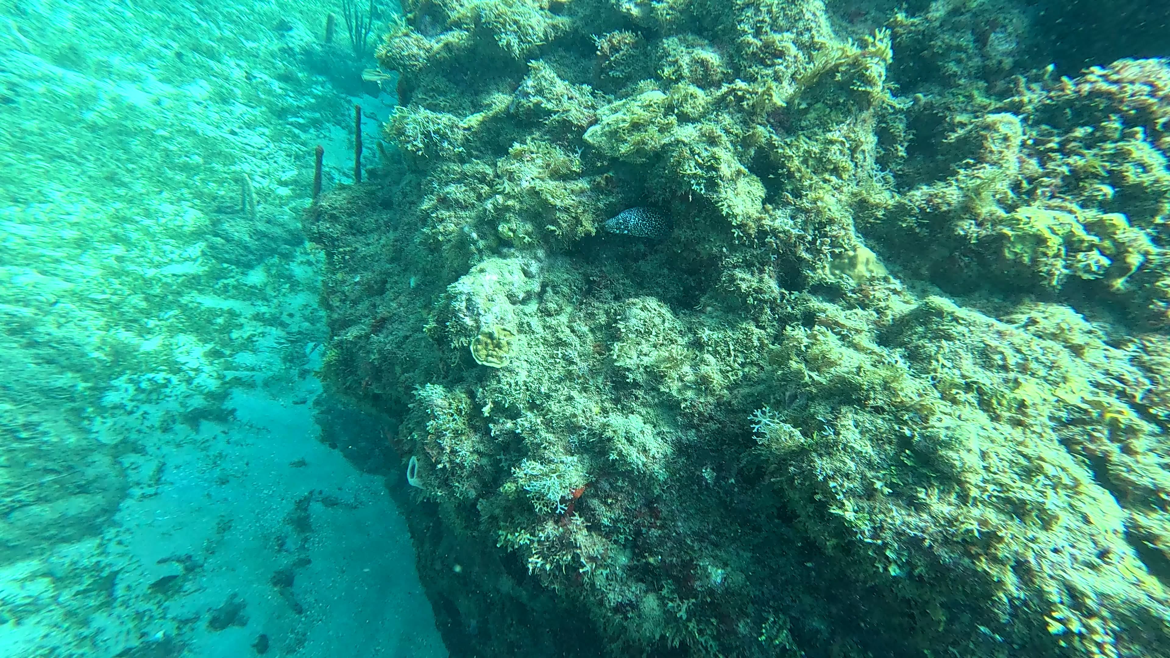 Coral reef underwater, Indonesia