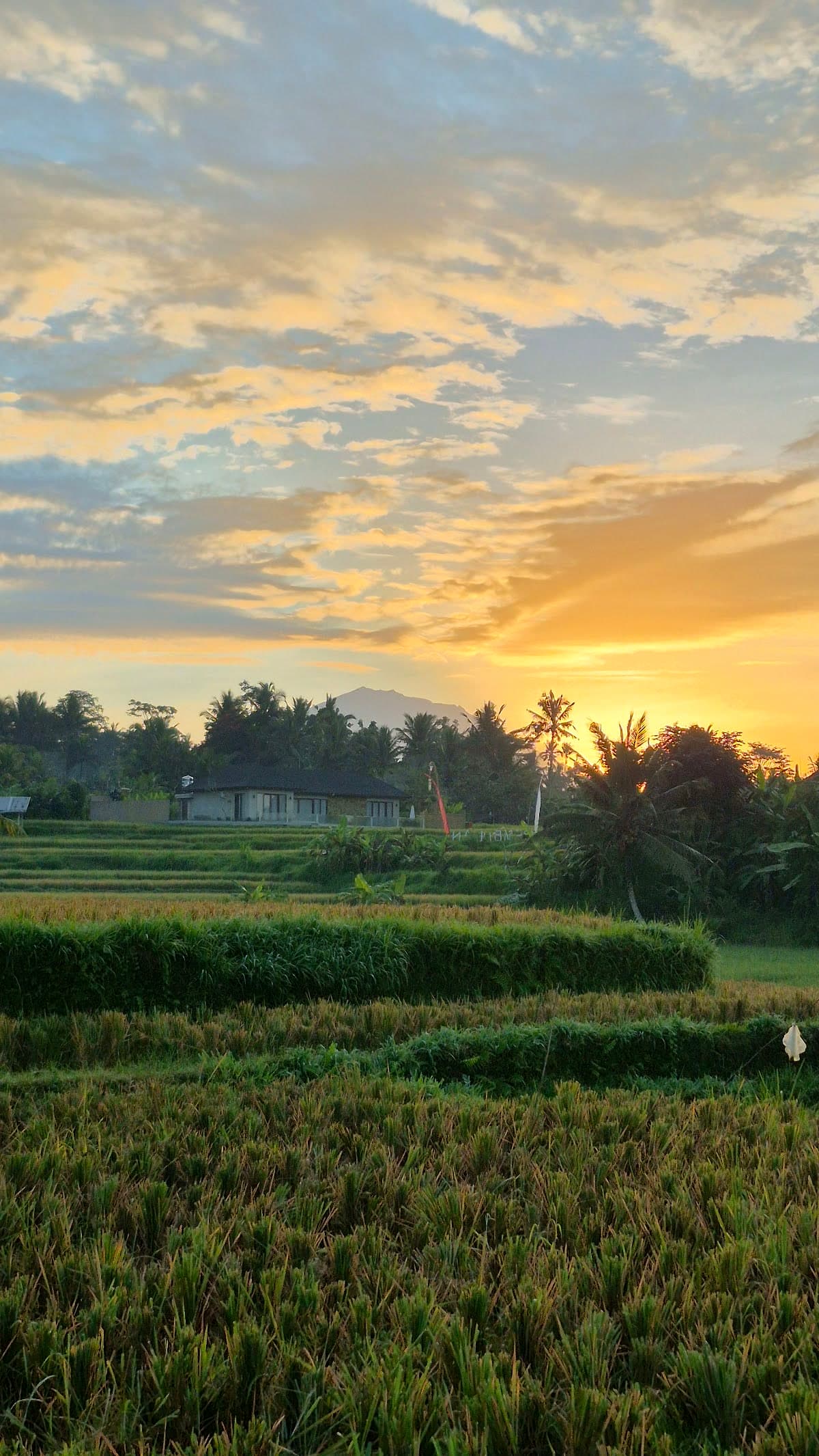 Rice fields at sunset in Bali, with a house among the palms