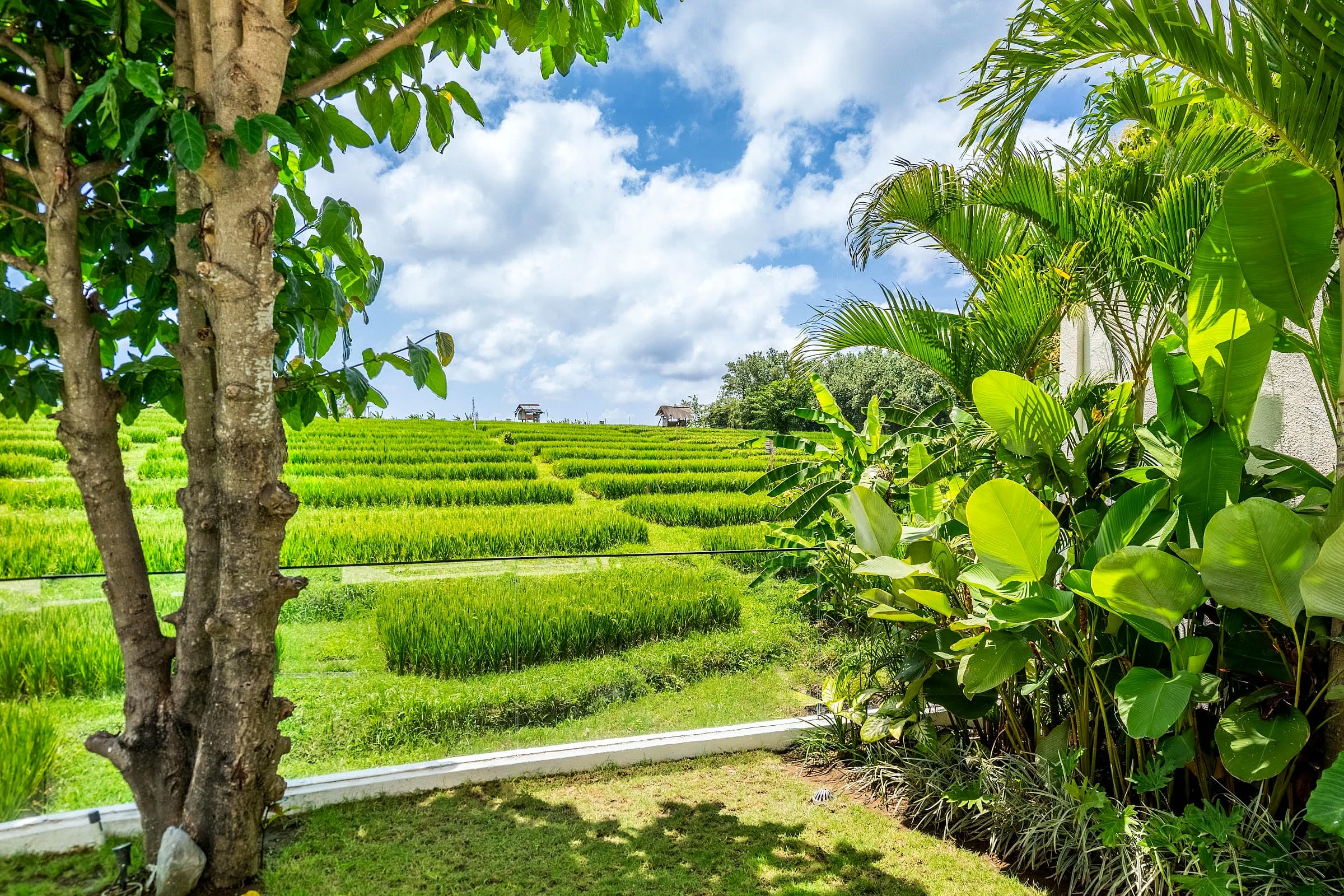 The rice field Villa Rice opens onto